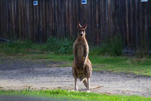 2013-12-22_16-45-26_GreatOceanRoad_MarkDorn